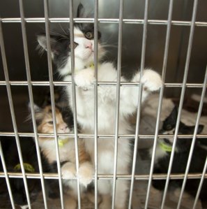 Dirty double dog dare you not to adopt them...